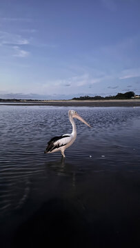 Australie, P&eacute;lican