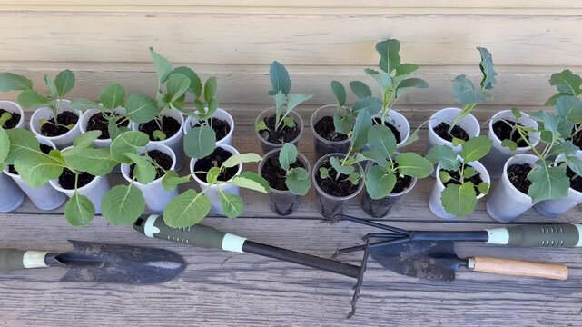 Top view video of cabbage seedlings of various varieties: early white cabbage, cauliflower, and broccoli in plastic cups next to garden tools on wooden bench before planting in the kitchen-garden