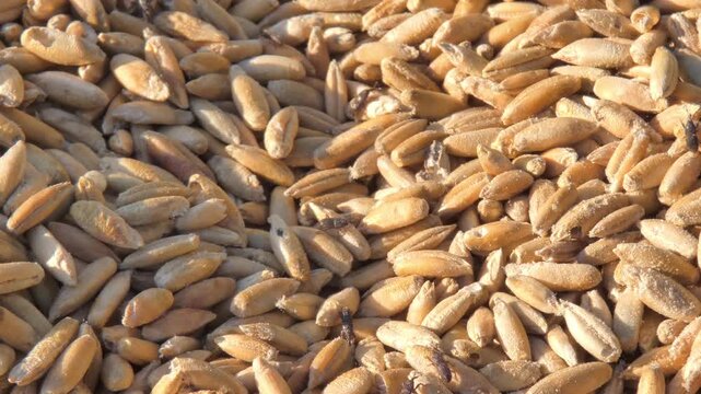 Golden wheat seeds with small brown granary weevils crawling in bright sunlight , medium shot. Natural grain texture. Sunlight. Vitality and Serenity.