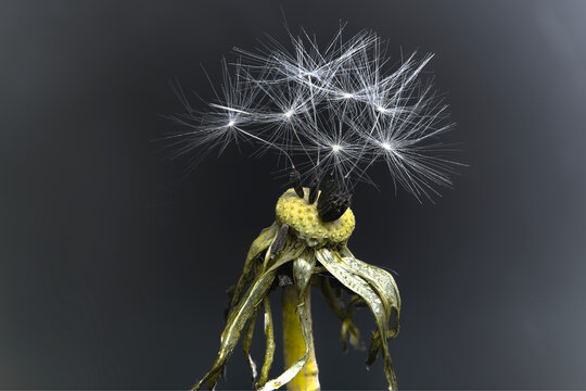 L&ouml;wenzahn, Pusteblume