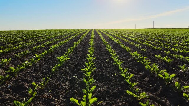 Agricultural field with young green sugar beet plants growing in straight rows on a sunny day in early spring
