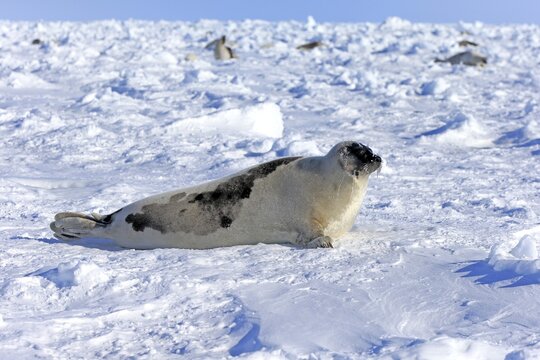 Harp Seal or Saddleback Seal (Pagophilus groenlandicus, Phoca groenlandica), adult female on pack ice, Magdalen Islands, Gulf of Saint Lawrence, Quebec, Canada