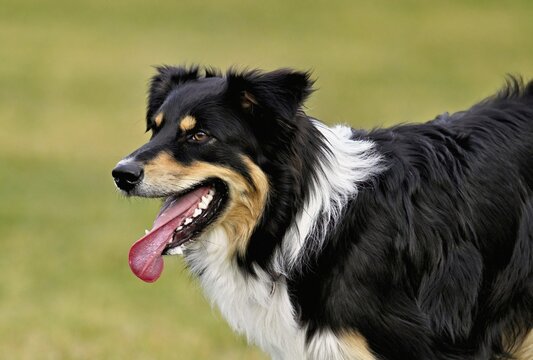 Mixed breed dog between Border Collie and Australian Shepherd jumps across meadow, Switzerland