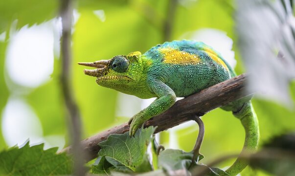 Three-horned chameleon (Trioceros jacksonii), male, between leaves on a branch, Bwindi Impenetrable Forest National Park, Uganda