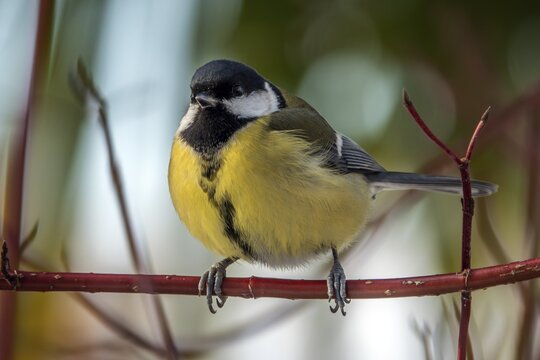 Great tit (Parus major), sitting on a branch, Baden-W&uuml;rttemberg, Germany