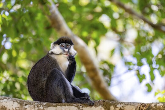 Red-tailed guenon or Congo white-nosed guenon (Cercopithecus ascanius schmidti), sitting on a tree, eating a fruit, Bigodi, Western Region, Uganda