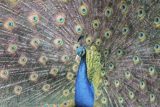 Indian Peafowl or Blue Peafowl (Pavo cristatus), displaying, Slovakia