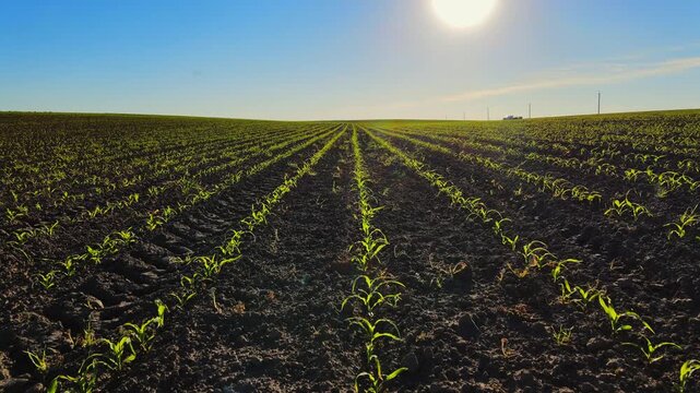 Green corn sprouts growing in an agricultural field during a sunny spring day under a clear blue sky