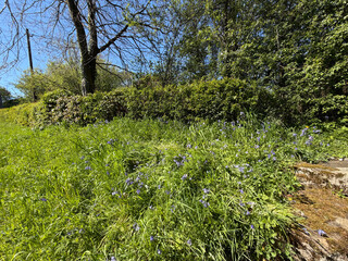 Fototapeta premium A lush green meadow bursts with wildflowers beneath a bright blue sky, while tall trees frame the field, their gentle shadows stretching across the scene in Cullingworth, Yorkshire, UK.