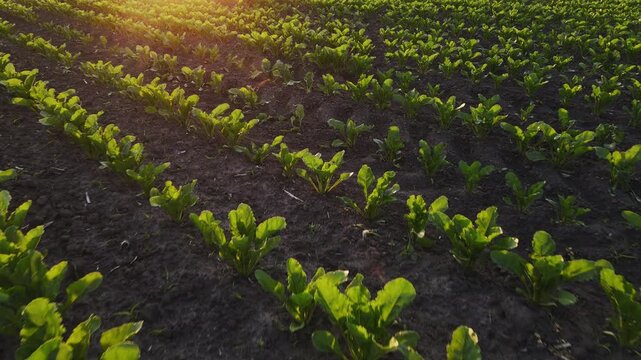 Agricultural field with young sugar beet seedlings growing in rows at sunset, showcasing modern farming and cultivation