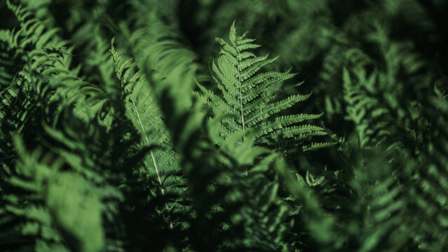 magic green fern leaves