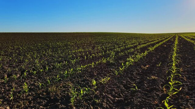 Green corn sprouts growing in a vast agricultural field under a clear blue sky, revealing rows of crops stretching to the horizon