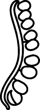 Human Spine Column Anatomy Line Art