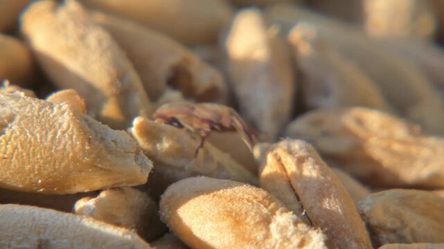 Single granary weevil crawling over dry wheat seeds in bright sun , macro , camera pan. Beetle infesting grain as metaphor for hidden threat. Sunlight. Vulnerability and Interconnection.