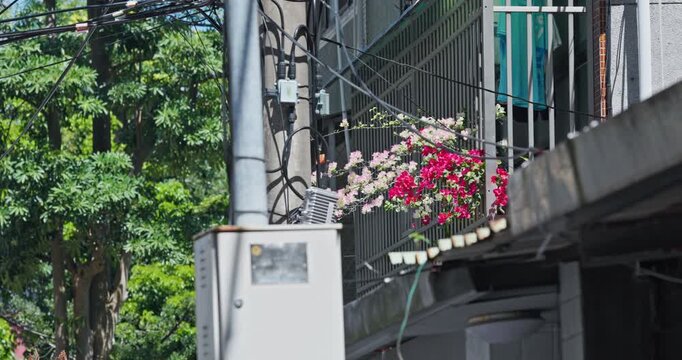 Pink bougainvillea blooming on the balcony of a Yonghe apartment building in Taiwan.