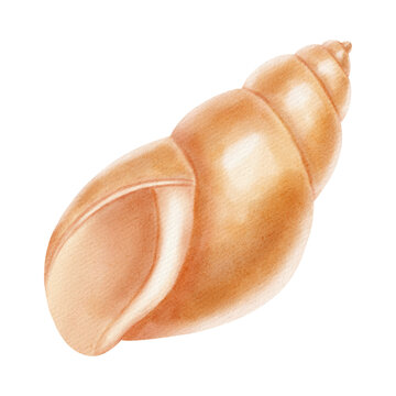 Watercolor illustration with a marine theme, featuring various shells, a spiral scallop shell, an open shell with a pearl. Children's, nautical, travel themes. Suitable for design, prints, postcards