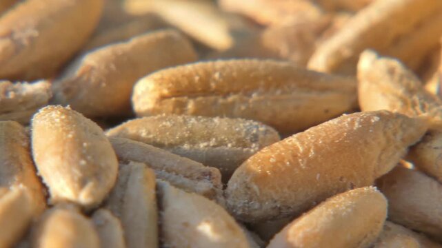 Golden wheat seeds with visible damage from granary weevils in bright sunlight , camera pan. Natural food background. Sunlight. Vitality and Serenity.