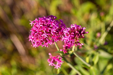 Obraz premium Close-up of Vibrant Pink Red Valerian (Centranthus Ruber) Flowers in Bloom