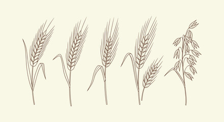 Vintage hand drawn cereal crops botanical illustration set wheat barley rye and oats ears for label © Bilkis Islam
