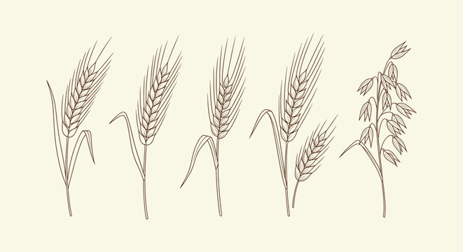 Vintage hand drawn cereal crops botanical illustration set wheat barley rye and oats ears for label