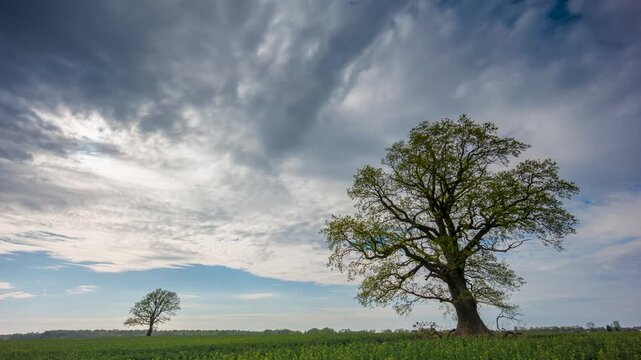 Old Oak tree against the sky, fresh green colors and spring clouds in the sky