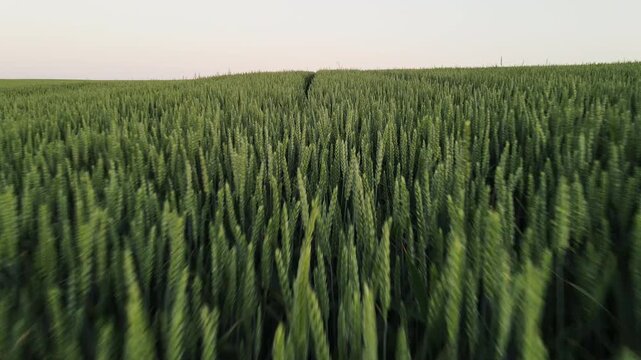 Drone flying fast and low over a green wheat field at sunset, revealing agricultural tractor tracks on the rural landscape