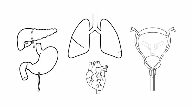 Human Internal Organs Anatomy Illustration.