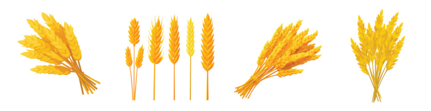 Collection of Realistic wheat stalks bundle illustrations set, Clean vector set ideal for packaging, label, and product design, Vector illustration of vector design, A Realistic simple illustration,