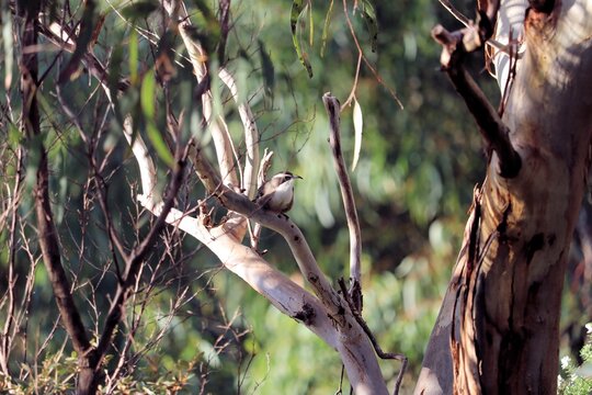 Wild White-browed Babbler (Pomatostomus superciliosus) perched in gum tree, South Australia