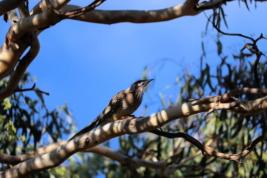 Red Wattlebird (Anthochaera carunculata) perched in gum tree, South Australia