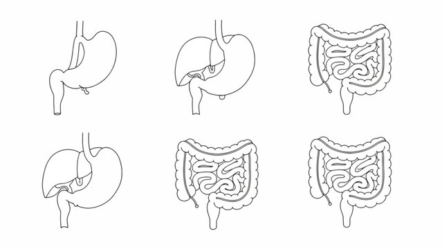 Detailed human stomach anatomy illustrations.