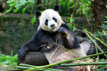 Naklejka premium A beautiful shot of a panda chewing on branches hiding behind a plant
