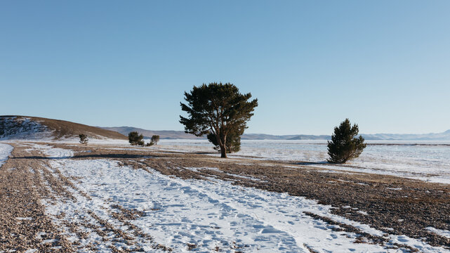 Snowy steppe shoreline with a lone pine tree and frozen Lake Baikal in the background, Maloye More strait area, Irkutsk Oblast, Russia, clear sky winter day