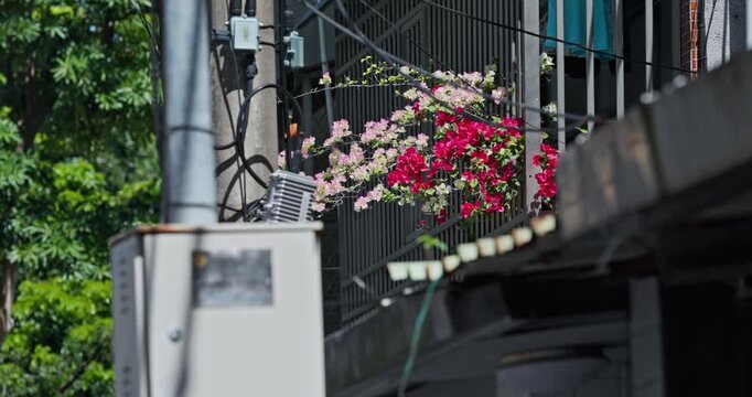 Pink bougainvillea blooming on the balcony of a Yonghe apartment building in Taiwan.