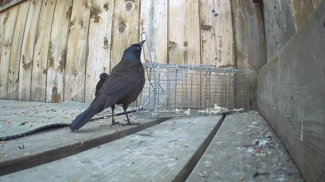 Natural bird behavior footage showing two Common Grackles posturing and walking near a rustic cage in daylight conditions.