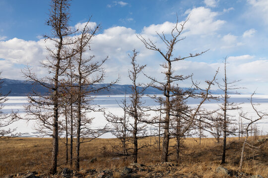 Scenic spring landscape on Ogoy Island, Lake Baikal, Russia, with leafless larch trees, dry grass and a wide frozen lake surface under blue sky and clouds