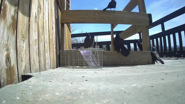 Detailed video of Common Grackles performing feather displays and social interaction around wooden planks and enclosed animals.