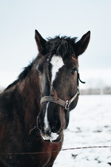 Portrait of Dark Horse in Snowy Winter Landscape © Dennis