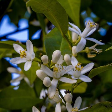 La naranja amarga, naranja de Sevilla o naranja de mermelada es un &aacute;rbol c&iacute;trico (Citrus &times; aurantium) y su fruto