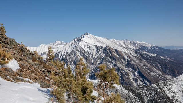 Snowy peaks and rocky ridge with pine trees under clear blue sky at Pik Lyubvi viewpoint near Arshan village, Republic of Buryatia, Russia