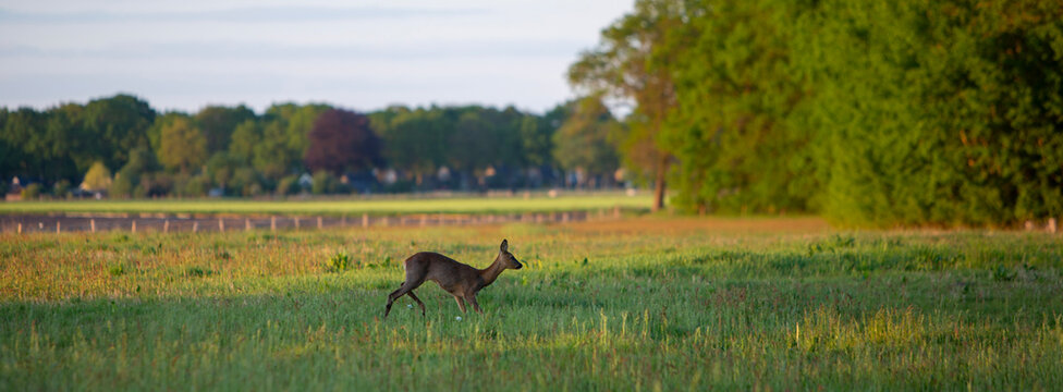 young female roe deer in field near dwingeloo in the netherlands at dusk