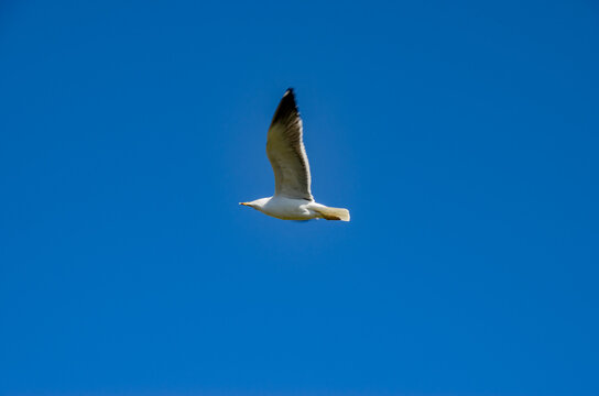 La gaviota patiamarilla (Larus michahellis) es una gaviota grande que se encuentra en Europa