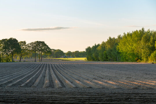 straight lines of agricultural field near dwingelder veld in dutch proivince of drenthe at dusk