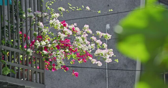 Pink bougainvillea blooming on the balcony of a Yonghe apartment building in Taiwan.