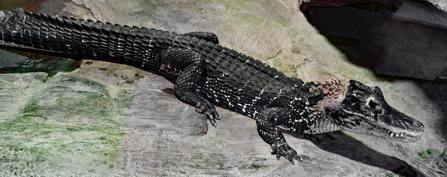 Black caiman on the ground. Latin name - Melanosuchus niger	