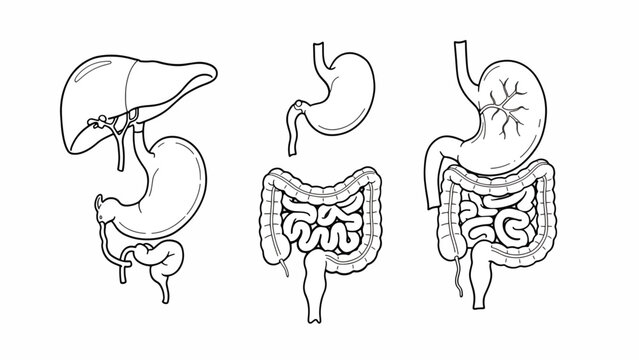 Human Digestive System Anatomy Illustration.