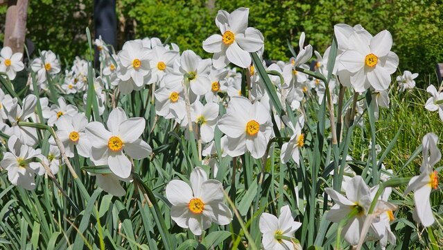 Sweden. Narcissus poeticus, the poet's daffodil, poet's narcissus, nargis, pheasant's eye, findern flower or Pinkster lily, was one of the first daffodils to be cultivated.