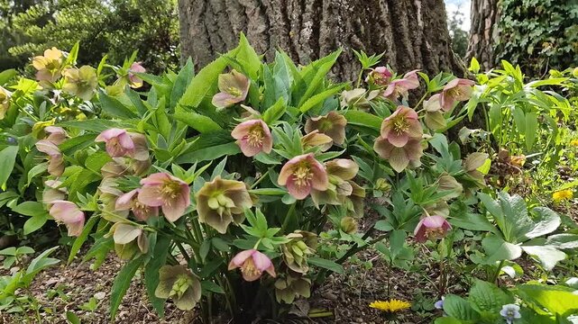 Vibrant garden scene captures the essence of spring with a mix of delicate wild violets, bright yellow dandelions, and elegant hellebores. Early blooms nestled at the base of an old tree