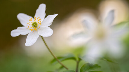 Obraz premium Anemone nemorosa, the beautiful and so attractive wild anemone,...now it's spring!