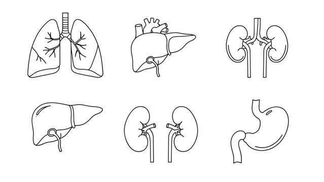 Human Liver and Kidney Anatomy.